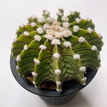 ギムノカリキウム フリードリッヒ LB2178 実生 大1個 サボテン